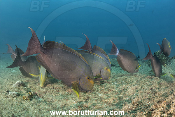Cabo Pulmo, Baja California, Sea of Cortez, Mexico, Pacific ocean, Acanthurus xanthopterus, Acanthurus, Acanthuridae, Yellowfin Surgeonfish, Surgeonfish, Fish, Feeding, Fish school