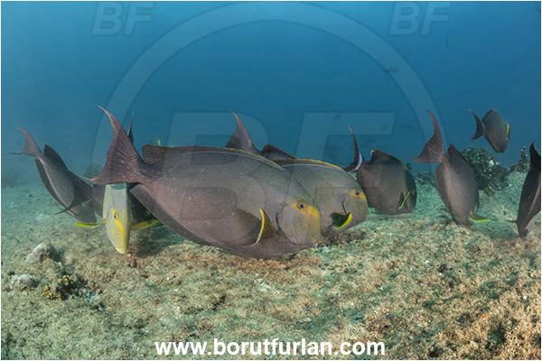 Cabo Pulmo, Baja California, Sea of Cortez, Mexico, Pacific ocean, Acanthurus xanthopterus, Acanthurus, Acanthuridae, Yellowfin Surgeonfish, Surgeonfish, Fish, Feeding, Fish school