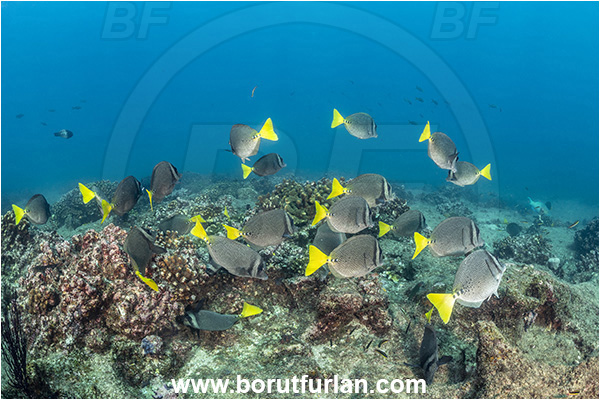Acanthuridae, Baja California, Fish, Fish school, Cabo Pulmo, Mexico, Pacific ocean, Prionurus, Prionurus punctatus, Reef, Sea of Cortez, Surgeonfish, Yellowtail Surgeonfish