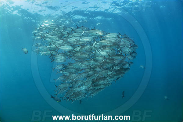 Cabo Pulmo, Baja California, Sea of Cortez, Mexico, Pacific ocean, Caranx sexfasciatus, Caranx, Carangidae, Bigeye trevally, Trevally, Fish, Fish school