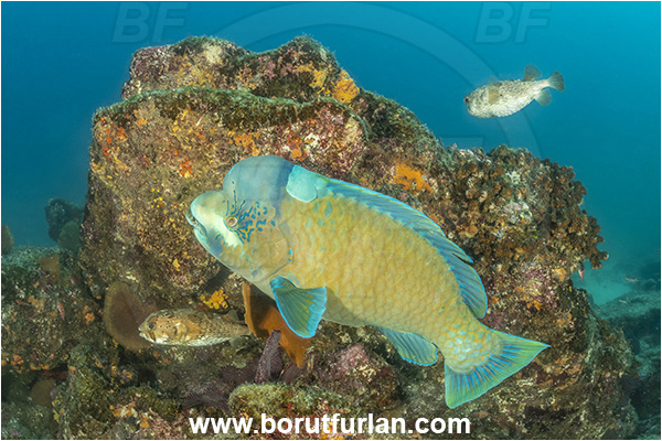 Baja California, Scarus perrico, Scarus, Scaridae, Bumphead parrotfish, Parrotfish, Fish, Cabo Pulmo, Mexico, Pacific ocean, Parrotfish, Scaridae, Sea of Cortez, Reef