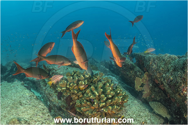 Anthias, Baja California, Cabo Pulmo, Fairy basslet, Fish, Fish school, Mexico, Pacific creolefish, Pacific ocean, Paranthias, Paranthias colonus, Reef, Sea of Cortez, Serranidae, Reef