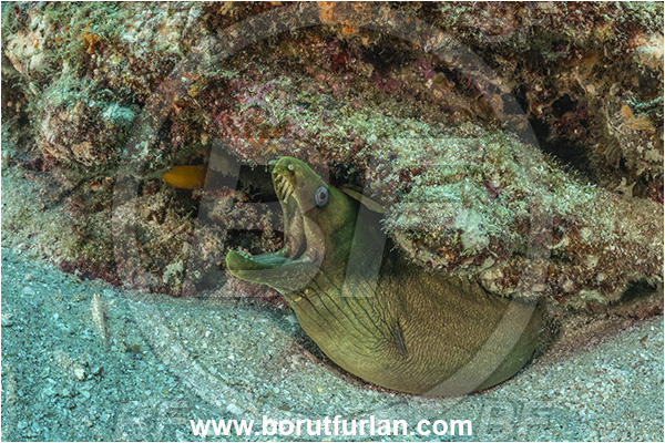 Cabo Pulmo, Baja California, Sea of Cortez, Mexico, Pacific ocean, Gymnothorax castaneus, Gymnothorax, Muraenidae, Panamic green moray, Moray, Fish, Reef