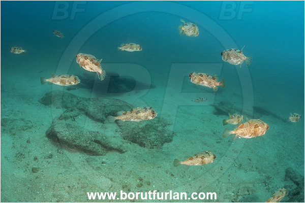 Cabo Pulmo, Sea of Cortez, Baja California, Mexico, Pacific ocean, Diodon holocanthus, Diodon, Diodontidae, Longspined porcupinefish, Balloonfish, Porcupinefish, Fish, Fish school, Sand