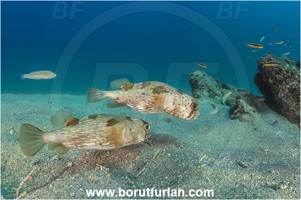 Cabo Pulmo, Sea of Cortez, Baja California, Mexico, Pacific ocean, Diodon holocanthus, Diodon, Diodontidae, Longspined porcupinefish, Balloonfish, Porcupinefish, Fish, Sand