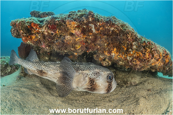 Cabo Pulmo, Sea of Cortez, Baja California, Mexico, Pacific ocean, Diodon hystrix, Diodon, Diodontidae, Spot-fin porcupinefish, Porcupinefish, Fish, Reef