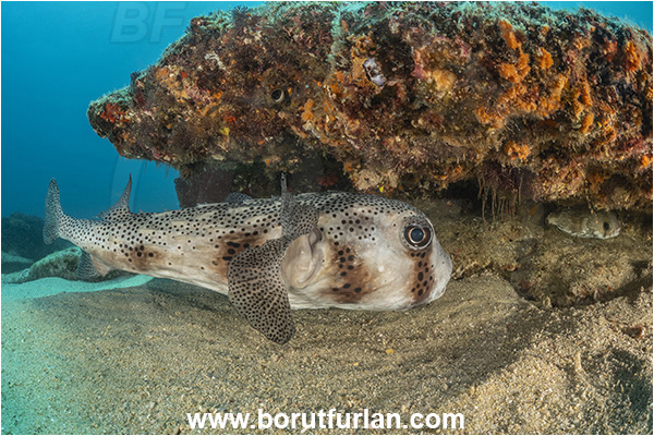 Cabo Pulmo, Sea of Cortez, Baja California, Mexico, Pacific ocean, Diodon hystrix, Diodon, Diodontidae, Spot-fin porcupinefish, Porcupinefish, Fish, Reef