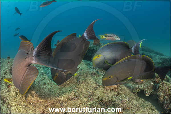 Cabo Pulmo, Baja California, Sea of Cortez, Mexico, Pacific ocean, Acanthurus xanthopterus, Acanthurus, Acanthuridae, Yellowfin Surgeonfish, Surgeonfish, Fish, Feeding, Fish school
