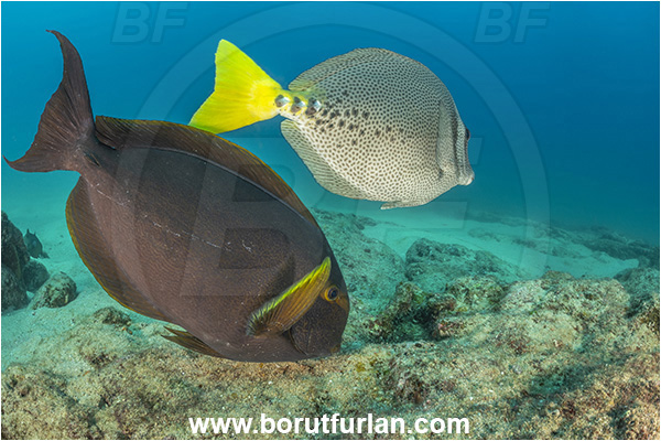 Cabo Pulmo, Baja California, Sea of Cortez, Mexico, Pacific ocean, Acanthurus xanthopterus, Acanthurus, Acanthuridae, Yellowfin Surgeonfish, Surgeonfish, Fish, Feeding, Prionurus, Prionurus punctatus, Yellowtail Surgeonfish