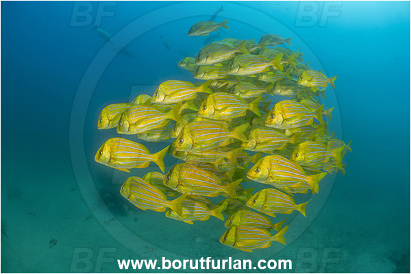 Cabo Pulmo, Baja California, Sea of Cortez, Mexico, Pacific ocean, Anisotremus taeniatus, Anisotremus, Haemulidae, Panamic Porkfish, Porkfish, Grunt, Fish, Fish school, Reef