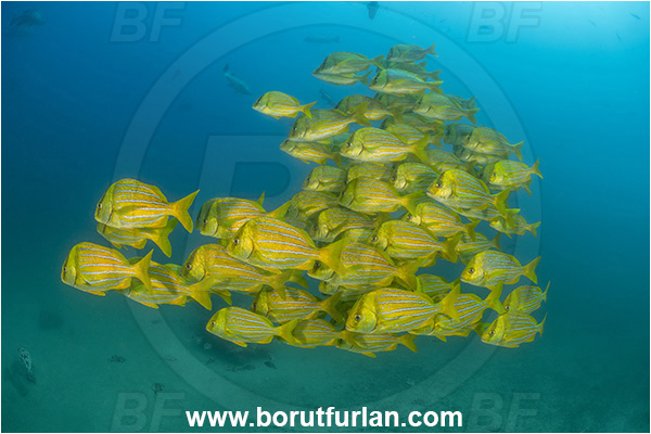 Cabo Pulmo, Baja California, Sea of Cortez, Mexico, Pacific ocean, Anisotremus taeniatus, Anisotremus, Haemulidae, Panamic Porkfish, Porkfish, Grunt, Fish, Fish school, Reef