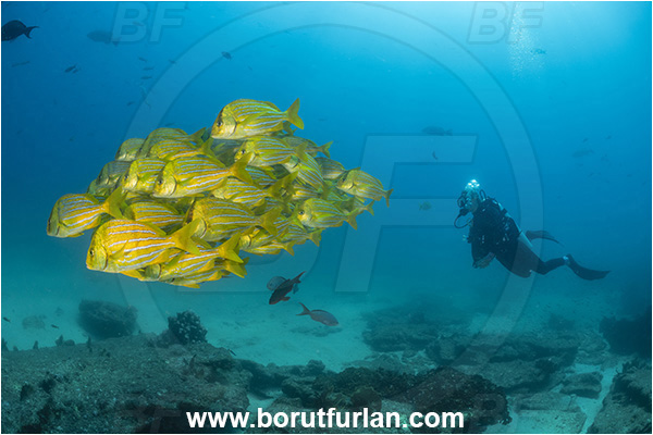 Cabo Pulmo, Baja California, Sea of Cortez, Mexico, Pacific ocean, Anisotremus taeniatus, Anisotremus, Haemulidae, Panamic Porkfish, Porkfish, Grunt, Fish, Fish school, Reef, Diver