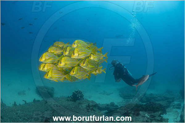 Cabo Pulmo, Baja California, Sea of Cortez, Mexico, Pacific ocean, Anisotremus taeniatus, Anisotremus, Haemulidae, Panamic Porkfish, Porkfish, Grunt, Fish, Fish school, Reef, Diver