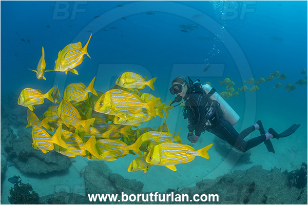 Cabo Pulmo, Baja California, Sea of Cortez, Mexico, Pacific ocean, Anisotremus taeniatus, Anisotremus, Haemulidae, Panamic Porkfish, Porkfish, Grunt, Fish, Fish school, Reef, Diver