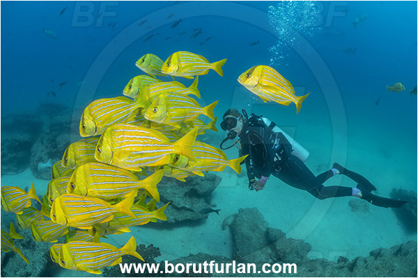 Cabo Pulmo, Baja California, Sea of Cortez, Mexico, Pacific ocean, Anisotremus taeniatus, Anisotremus, Haemulidae, Panamic Porkfish, Porkfish, Grunt, Fish, Fish school, Reef, Diver