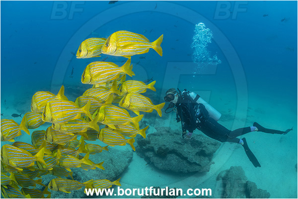 Cabo Pulmo, Baja California, Sea of Cortez, Mexico, Pacific ocean, Anisotremus taeniatus, Anisotremus, Haemulidae, Panamic Porkfish, Porkfish, Grunt, Fish, Fish school, Reef, Diver