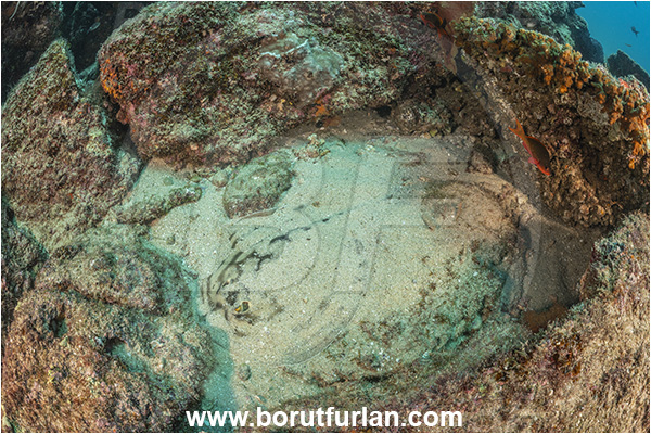 Cabo Pulmo, Baja California, Mexico, Pacific ocean, Urobatis concentricus, Urobatis, Urotrygonidae, Elasmobranchii, Bullseye round stingray, Stingray, Fish, Reef