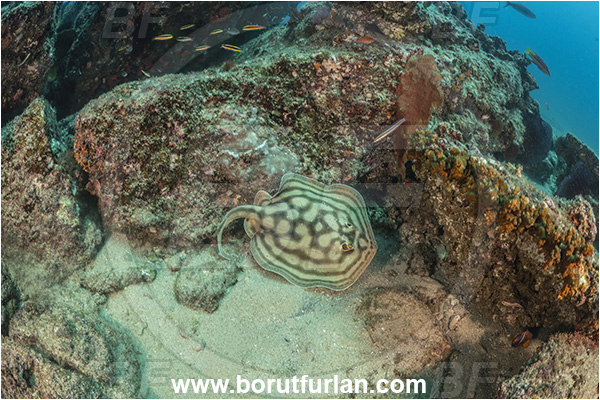 Cabo Pulmo, Baja California, Mexico, Pacific ocean, Urobatis concentricus, Urobatis, Urotrygonidae, Elasmobranchii, Bullseye round stingray, Stingray, Fish, Reef