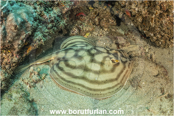 Cabo Pulmo, Baja California, Mexico, Pacific ocean, Urobatis concentricus, Urobatis, Urotrygonidae, Elasmobranchii, Bullseye round stingray, Stingray, Fish