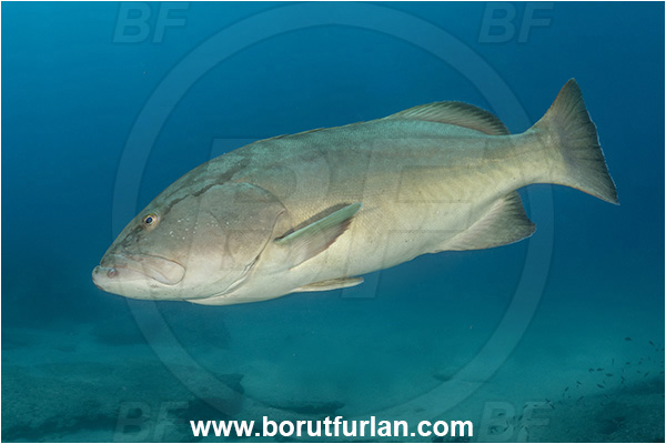 Cabo Pulmo, Sea of Cortez, Baja California, Mexico, Pacific ocean, Mycteroperca jordani, Mycteroperca, Serranidae, Gulf grouper, Grouper, Fish, Reef