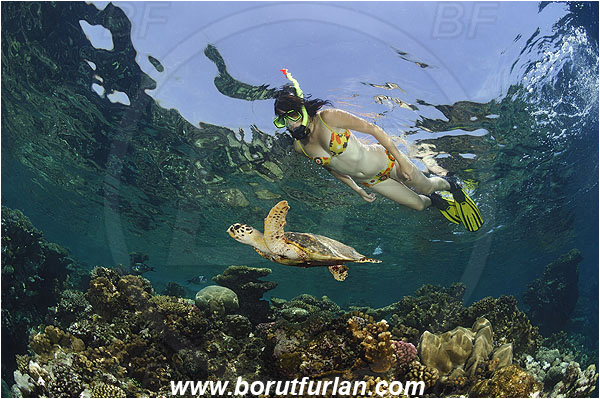 Marsa Shagra, Marsa Alam, Egypt, Red sea, Reef, Snorkeling, Breath-hold diving, Apnea, Girl, Swimming suit, Eretmochelys imbricata, Eretmochelys, Cheloniidae, Reptilia, Reptilian, Hawksbill Sea Turtle, Turtle, Juvenile