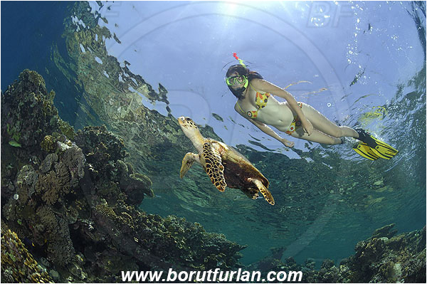 Marsa Shagra, Marsa Alam, Egypt, Red sea, Reef, Snorkeling, Breath-hold diving, Apnea, Girl, Swimming suit, Eretmochelys imbricata, Eretmochelys, Cheloniidae, Reptilia, Reptilian, Hawksbill Sea Turtle, Turtle, Juvenile