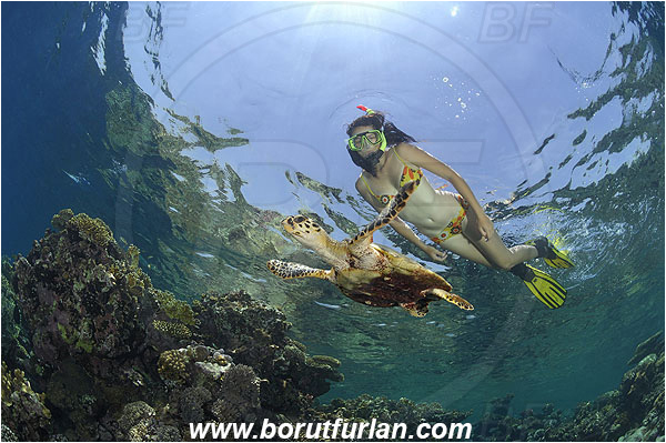 Marsa Shagra, Marsa Alam, Egypt, Red sea, Reef, Snorkeling, Breath-hold diving, Apnea, Girl, Swimming suit, Eretmochelys imbricata, Eretmochelys, Cheloniidae, Reptilia, Reptilian, Hawksbill Sea Turtle, Turtle, Juvenile