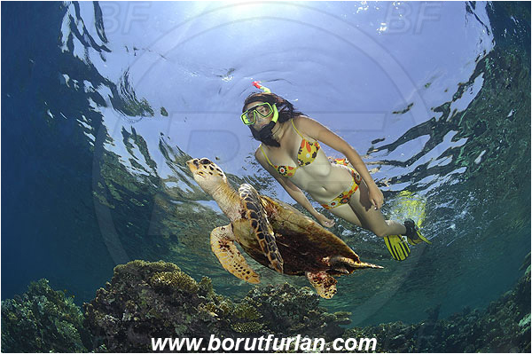 Marsa Shagra, Marsa Alam, Egypt, Red sea, Reef, Snorkeling, Breath-hold diving, Apnea, Girl, Swimming suit, Eretmochelys imbricata, Eretmochelys, Cheloniidae, Reptilia, Reptilian, Hawksbill Sea Turtle, Turtle, Juvenile
