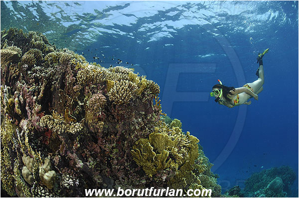 Marsa Shagra, Marsa Alam, Egypt, Red sea, Reef, Snorkeling, Breath-hold diving, Apnea, Girl, Swimming suit