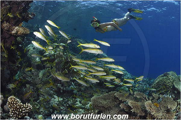 Marsa Abu Dabab, Marsa Alam, Egypt, Red sea, Mulloidichthys vanicolensis, Mulloidichthys, Mullidae, Yellowfin Goatfish, Goatfish, Fish, Fish school, Reef, Snorkeling, Breath-hold diving, Apnea, Girl, Swimming suit