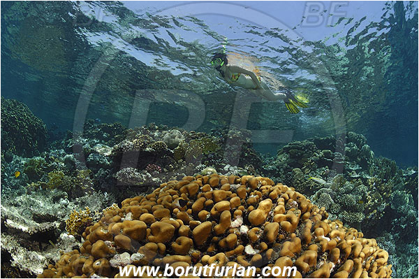 Marsa Shagra, Marsa Alam, Egypt, Red sea, Porites nodifera, Porites, Poritidae, Anthozoa, Cnidaria, Cnidarian, Dome Coral, Coral, Reef, Snorkeling, Breath-hold diving, Apnea, Girl, Swimming suit