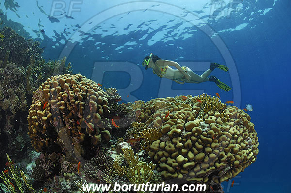 Marsa Shagra, Marsa Alam, Egypt, Red sea, Porites nodifera, Porites, Poritidae, Anthozoa, Cnidaria, Cnidarian, Dome Coral, Coral, Reef, Snorkeling, Breath-hold diving, Apnea, Girl, Swimming suit