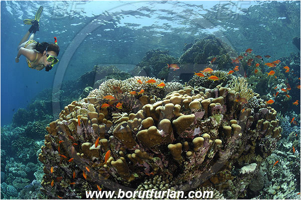 Marsa Shagra, Marsa Alam, Egypt, Red sea, Porites nodifera, Porites, Poritidae, Anthozoa, Cnidaria, Cnidarian, Dome Coral, Coral, Reef, Snorkeling, Breath-hold diving, Apnea, Girl, Swimming suit