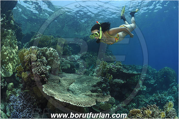 Marsa Shagra, Marsa Alam, Egypt, Red sea, Acropora sp., Acropora, Acroporidae, Anthozoa, Cnidaria, Cnidarian, Acropora Stone Coral, Coral, Reef, Snorkeling, Breath-hold diving, Apnea, Girl, Swimming suit