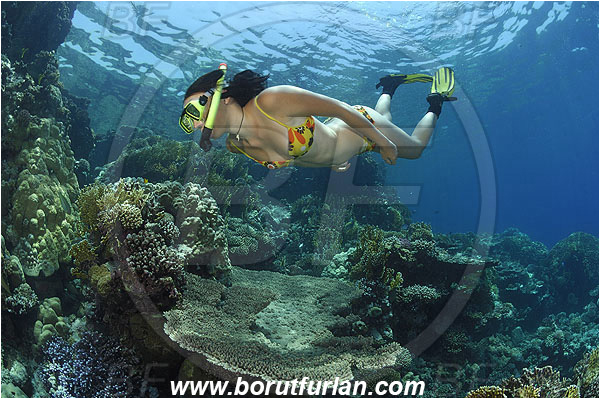 Marsa Shagra, Marsa Alam, Egypt, Red sea, Acropora sp., Acropora, Acroporidae, Anthozoa, Cnidaria, Cnidarian, Acropora Stone Coral, Coral, Reef, Snorkeling, Breath-hold diving, Apnea, Girl, Swimming suit