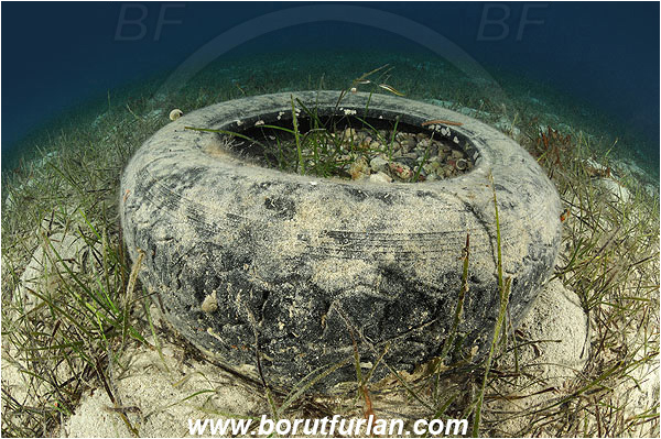 Kas, Turkey, Mediterranean sea, Rubbish, Car tyre, Sea grass
