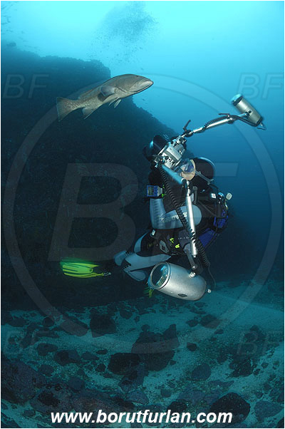 Malpelo, Columbia, Pacific ocean, Mycteroperca olfax, Mycteroperca, Serranidae, Sailfin Grouper, Grouper, Fish, Reef, Diver, Underwater photographer, Photographing