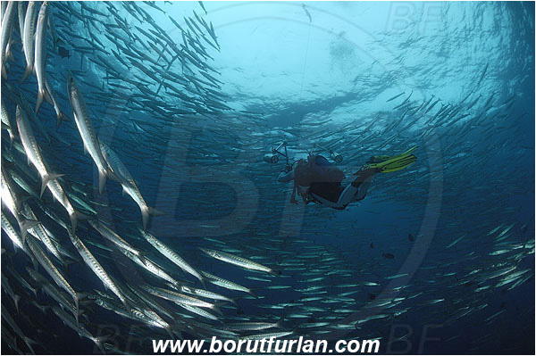 Malpelo, Columbia, Pacific ocean, Sphyraena idiastes, Sphyraena, Sphyraenidae, Pelican barracuda, Barracuda, Fish, Fish school, Diver, Underwater photographer, Photographing