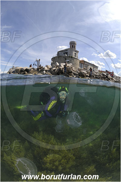 Piran, Slovenia, Adriatic sea, Mediterranean sea, Aurelia aurita, Aurelia, Ulmaridae, Scyphozoa, Cnidaria, Cnidarian, Moon jellyfish, Jellyfish, Reef, Diver, Lighthouse, Split-shot, Over-under