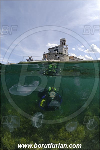 Piran, Slovenia, Adriatic sea, Mediterranean sea, Aurelia aurita, Aurelia, Ulmaridae, Scyphozoa, Cnidaria, Cnidarian, Moon jellyfish, Jellyfish, Reef, Diver, Lighthouse, Split-shot, Over-under