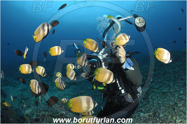 Bunaken, Sulawesi, Indonesia, Chaetodon kleinii, Chaetodon, Chaetodontidae, Sunburst Butterflyfish, Klein