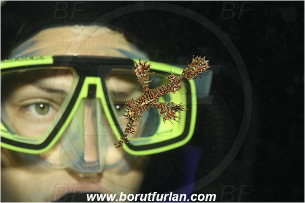 Koh Tachai, Thailand, Indian Ocean, Diver, Girl, Portrait, Solenostomus paradoxus, Solenostomus, Solenostomidae, Harlequin Ghost Pipefish, Ornate Ghost Pipefish, Fish, Face