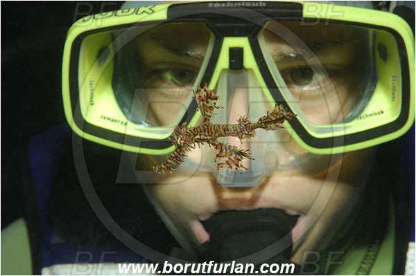 Koh Tachai, Thailand, Indian Ocean, Diver, Girl, Portrait, Solenostomus paradoxus, Solenostomus, Solenostomidae, Harlequin Ghost Pipefish, Ornate Ghost Pipefish, Fish, Face