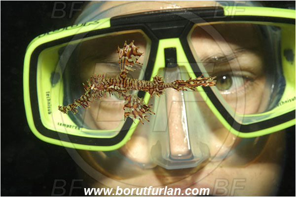 Koh Tachai, Thailand, Indian Ocean, Diver, Girl, Portrait, Solenostomus paradoxus, Solenostomus, Solenostomidae, Harlequin Ghost Pipefish, Ornate Ghost Pipefish, Fish, Face