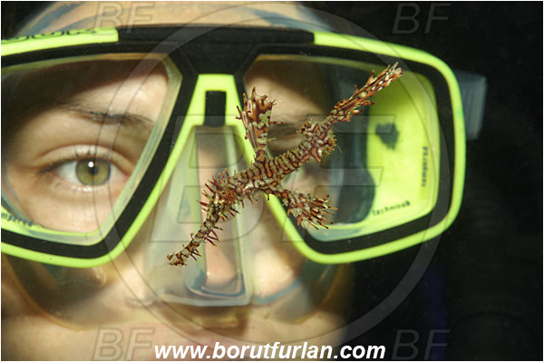 Koh Tachai, Thailand, Indian Ocean, Diver, Girl, Portrait, Solenostomus paradoxus, Solenostomus, Solenostomidae, Harlequin Ghost Pipefish, Ornate Ghost Pipefish, Fish, Face