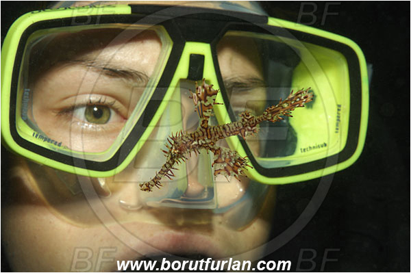 Koh Tachai, Thailand, Indian Ocean, Diver, Girl, Portrait, Solenostomus paradoxus, Solenostomus, Solenostomidae, Harlequin Ghost Pipefish, Ornate Ghost Pipefish, Fish, Face