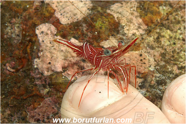 Bali, Indonesia, Rhynchocinetes durbanensis, Rhynchocinetes, Rhynchocinetidae, Decapoda, Crustacea, Crustacean, Durban Dancing Shrimp, Shrimp, Diver, Hand, Finger, Cleaning