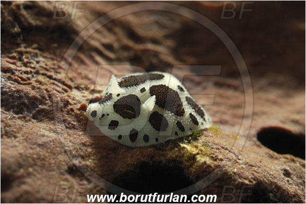 Island Korcula, Croatia, Adriatic sea, Mediterranean sea, Peltodoris atromaculata, Peltodoris, Discodorididae, Dotted sea slug, Nudibranch, Sea slug, Gastropoda, Mollusca, Backlight, Backlit