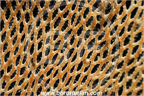 Island Korcula, Croatia, Adriatic sea, Mediterranean sea, Reteporella beaniana, Reteporella, Phidoloporidae, Bryozoa, Bryozoan, Abstract, Backlight, Backlit