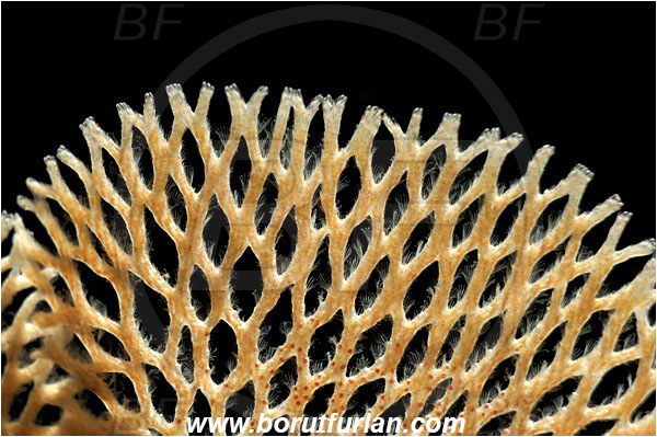 Island Korcula, Croatia, Adriatic sea, Mediterranean sea, Reteporella beaniana, Reteporella, Phidoloporidae, Bryozoa, Bryozoan, Abstract, Backlight, Backlit